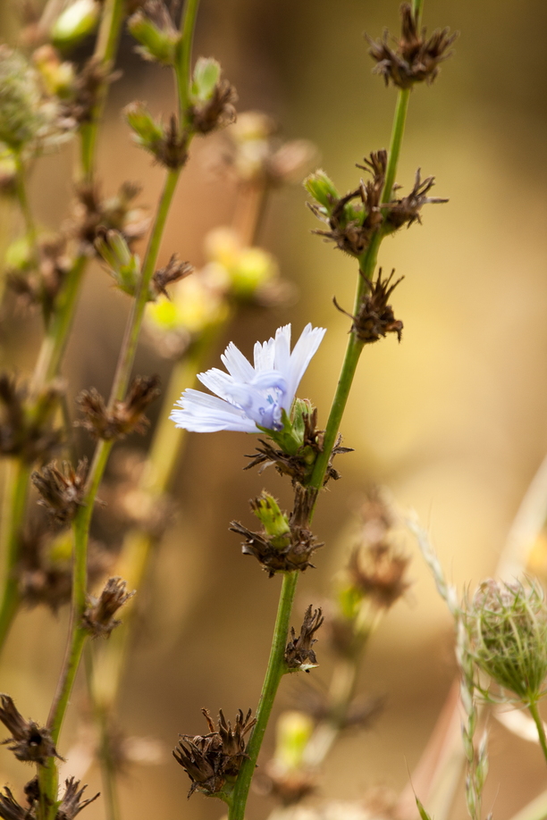 Exploring the beauty of wildflowers in France